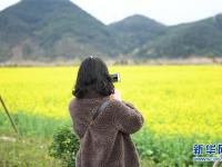 

油菜花開布谷湖