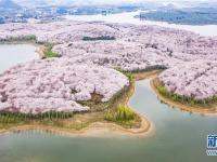 櫻花盛開(kāi)迎春至