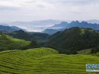 四川：鹿鳴茶海如詩(shī)如畫