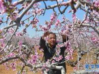 河北北戴河：果樹花芬芳 農民授粉忙