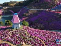 河北遷西：芝櫻花開