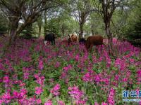 四川漢源：報春花開紅艷艷