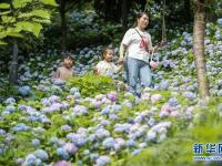 重慶開州：多彩繡球迎客來(lái)