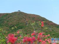 杜鵑花開景色美