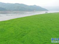 重庆：长江水位回落现草海