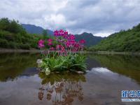 四川漢源：報春花開紅艷艷