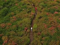 杜鵑花開(kāi)景色美