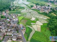 貴州：田園夏日風光美