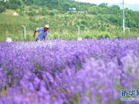 山東青島：薰衣草引客來(lái)