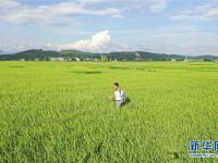 廣西武宣：綠意田園風(fēng)光美