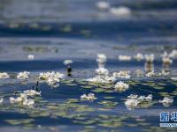 洱海又見海菜花