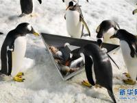 哈尔滨：小企鹅的端午美食