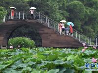 福州：雨荷