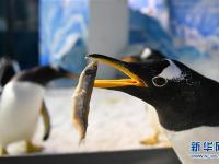 哈尔滨：小企鹅的端午美食