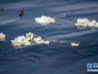 洱海又見(jiàn)海菜花