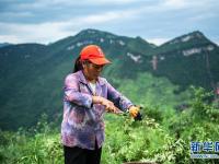 貴州桐梓：花椒產(chǎn)業(yè)促增收