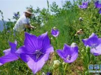 河北豐潤(rùn)：中藥材種植開辟增收新路徑