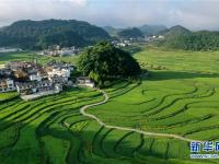 貴州高坡夏日即景
