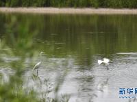 清水綠岸 水鳥天堂