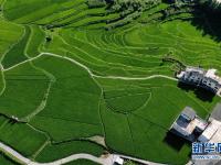 貴州高坡夏日即景
