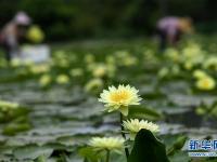 广西柳州：九品香水莲花采摘忙