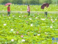 河北永清：荷花盛開樂游人