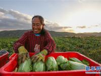 寧夏西吉：冷涼蔬菜產(chǎn)業(yè)助脫貧