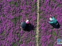 遼寧臺(tái)安：花田小鎮(zhèn)漫芬芳