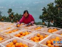 湖北秭歸：臍橙飄香助增收