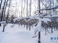 雪落大興安嶺
