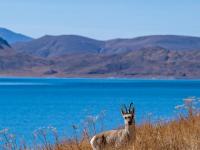 西藏：冬日羊湖 动物乐园