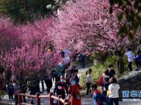 福州：梅花盛開(kāi)引游人
