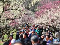 南京國(guó)際梅花節(jié)開幕
