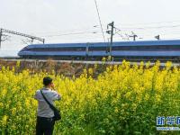 一路繁花伴旅途
