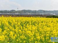 一路繁花伴旅途
