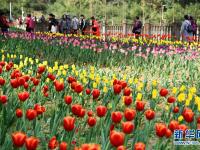 貴州龍里：龍架山花開(kāi)引客來(lái)
