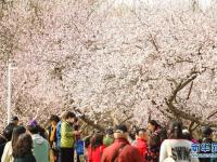 青城桃花始盛開(kāi)
