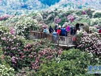 百里杜鵑 花開成海
