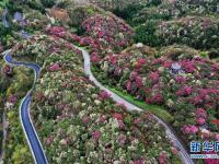 百里杜鵑 花開成海
