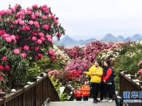 百里杜鵑 花開(kāi)成海
