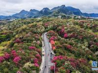 百里杜鵑 花開成海
