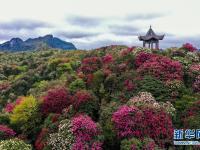 百里杜鵑 花開成海
