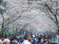 南京：春日赏樱
