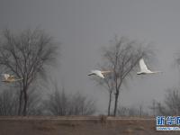 黄河湿地迎候鸟
