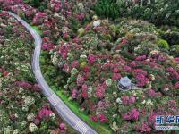 百里杜鵑 花開成海
