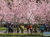 上海静安雕塑公园樱花绽放
