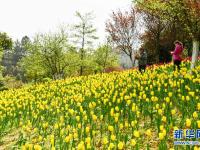 貴州龍里：龍架山花開引客來(lái)
