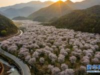 浙江紹興：櫻花谷飄香迎客來
