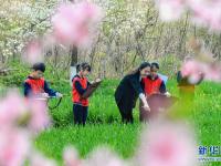 河北邯鄲：“田間課堂”繪春光
