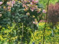 貴州龍里：龍架山花開引客來(lái)
